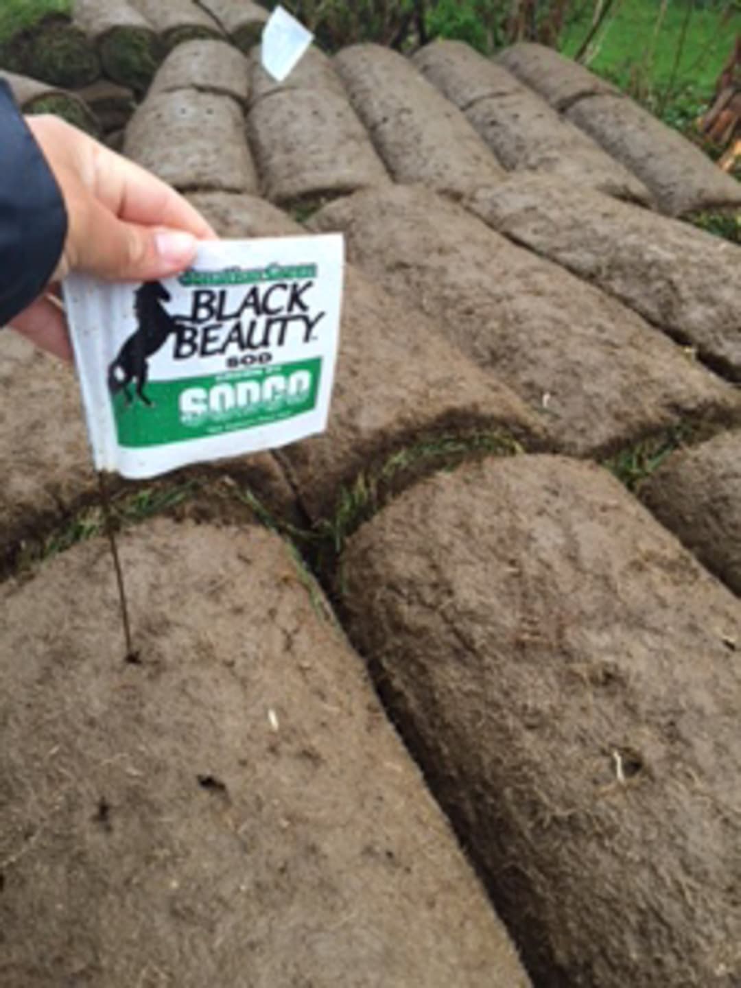 Captain Morse House. Sod Installation