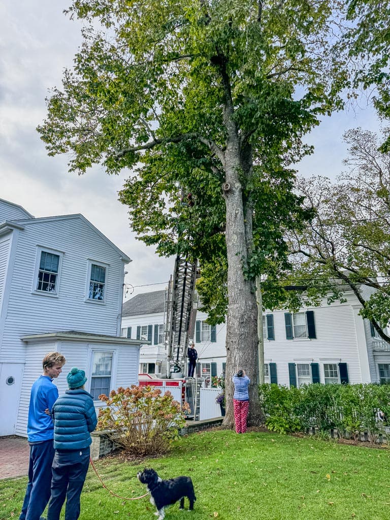 Tall Linden Trees