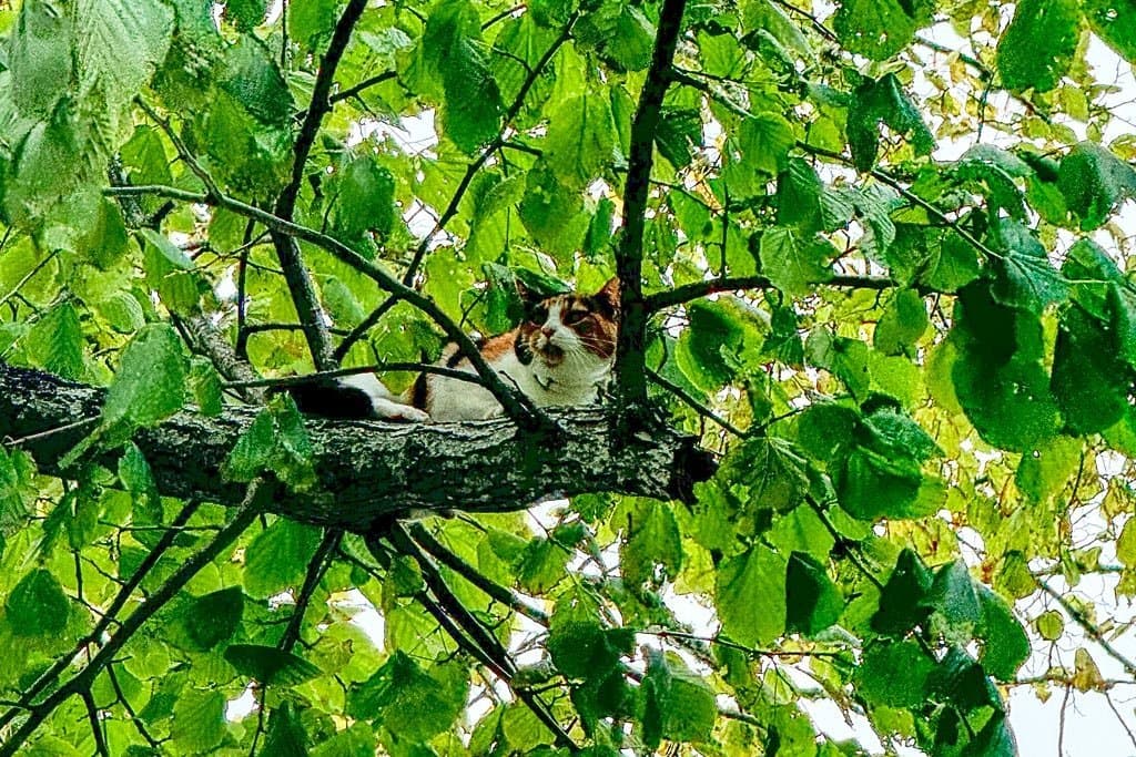 Cat Rescue at Captain Morse House in Marthas Vineyard