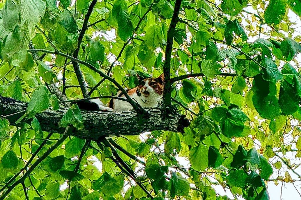 Cat up a tree